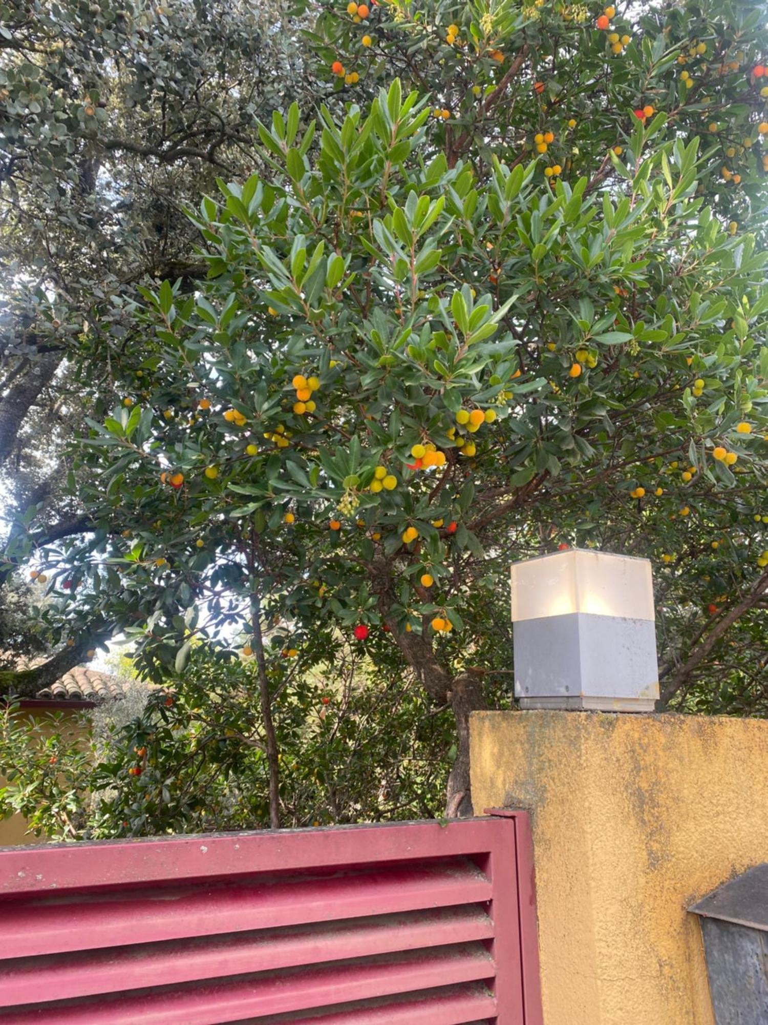 Chalet Con Piscina Vistas Y Salida A Parque Natural إل إسكوريال المظهر الخارجي الصورة